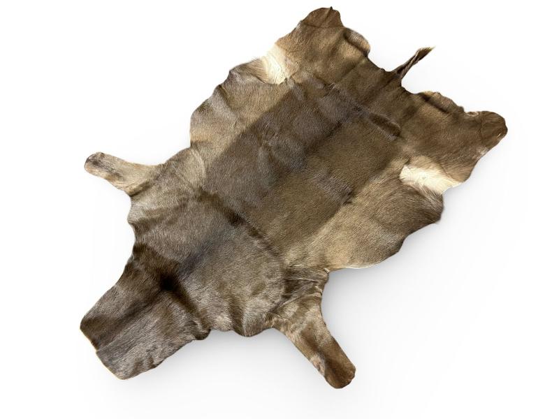 Black and dunn color impala