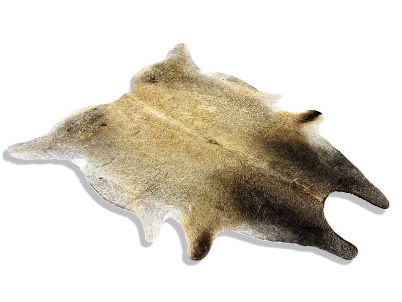 Dunn colour cowhide with dark neck and light brown back and sides