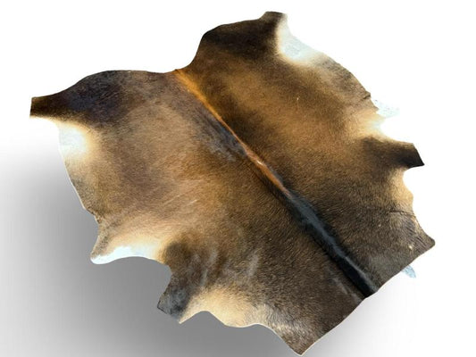 Nguni type cowhide,dark brown cowhide with light brown centre and white under legs