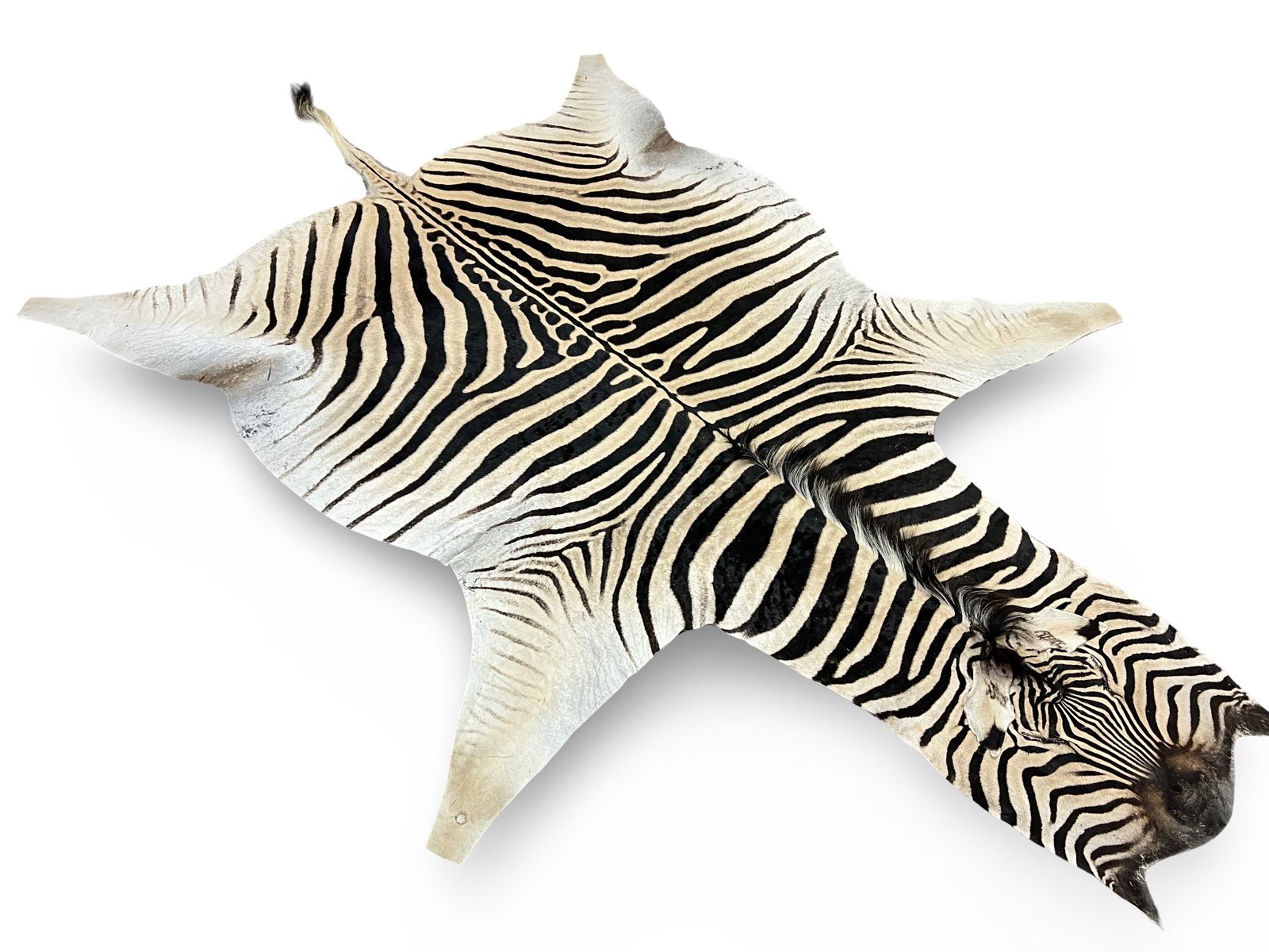 Vebra Hide Zebra Hide ZEB-7211 A – Nguni Hides
